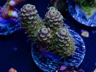  Acro Frag<br>Aussie PIKACHU