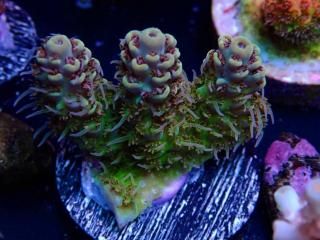  Acro Frag<br>Aussie PIKACHU