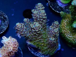  Acro Frag<br>Aussie PIKACHU