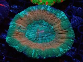 Scolymia <br/> High End Ultra RARE
