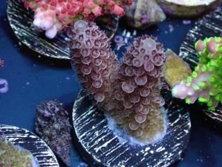  Acro Frag<br>Acropora sp