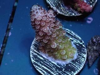  Acro Frag<br>Acropora sp