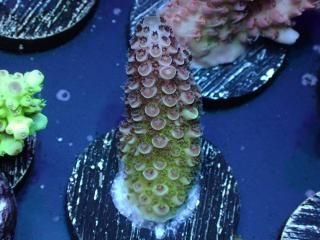  Acro Frag<br>Acropora sp