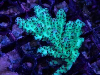 Tiny Acro<br/>Sarmetosa