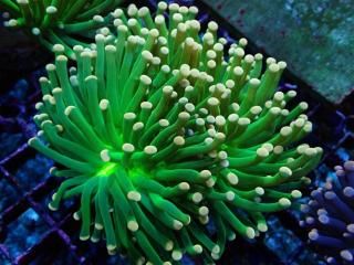 �������Ď׎؎����Ď��� <br/>Aussie Pineapple