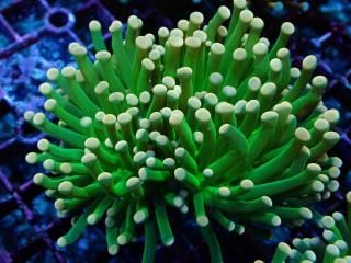 �������Ď׎؎����Ď��� <br/>Aussie Pineapple