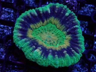 Scolymia <br/> UNUSUAL RARE Yellow UFO