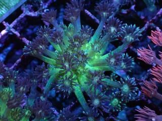Ď׎؎ CE Goniopora<br/>Neon Green Gulliter