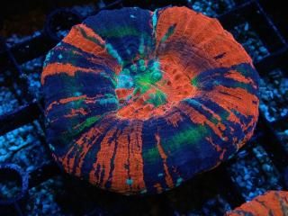 Scolymia <br/> Master Grade RARE 
