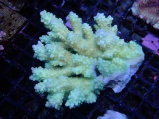 Acropora sp<br>
