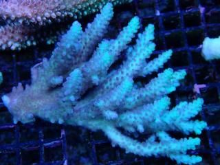 Acropora <br>Nasuta