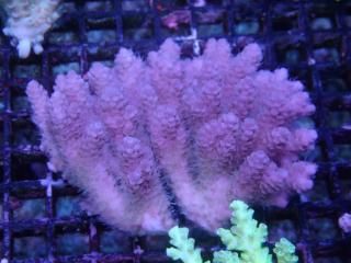 Acropora <br>anthocercis
