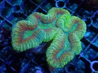 Ď׎؎ʎŎގ<br/>Lobo.Hemprichii