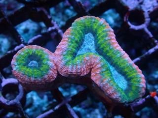 Ď׎؎ʎŎގ<br/>Lobo.Hemprichii