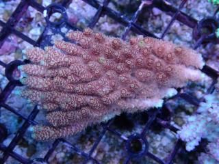 Acropora<br>anthocercis yellow Red Polyp