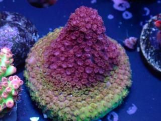 CE Acro <br/>Stag Pink