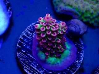 Acro Frag<br/>Strawberry S-Cake