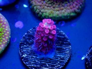Acro Frag<br/>Strawberry S-Cake