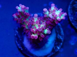 Acro Frag<br/>Strawberry S-Cake