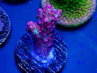 Acro Frag<br/>Strawberry S-Cake