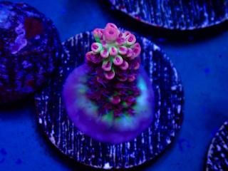 Acro Frag<br/>Strawberry S-Cake