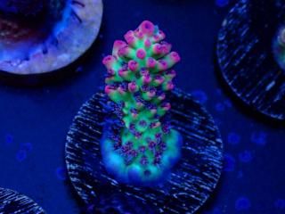 Acro Frag<br/>Strawberry S-Cake