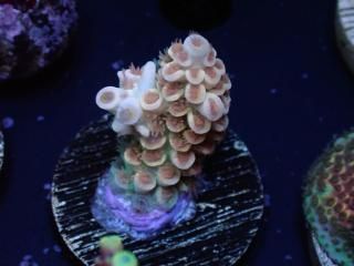 Acro Frag<br/>Tenuis Gold Orange Polyp