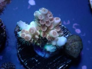 Acro Frag<br/>Tenuis Gold Orange Polyp