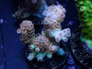 Acro Frag<br/>Tenuis Gold Orange Polyp