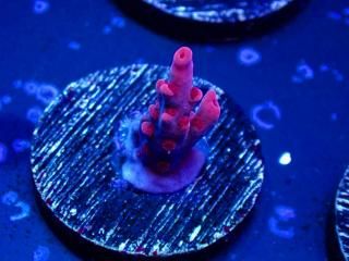 Acro Frag<br/>Acropora sp