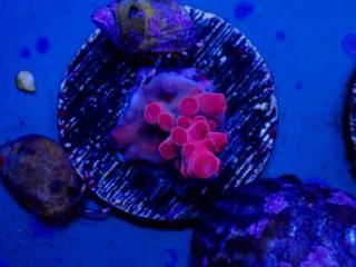 Acro Frag<br/>Acropora sp