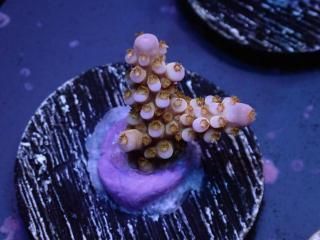 Acro Frag<br/>Fireworks Gold