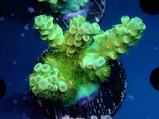 Acro Frag<br/>Tenuis Green/Yellow