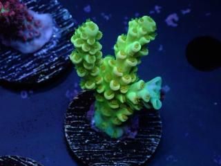 Acro Frag<br/>Tenuis Green/Yellow