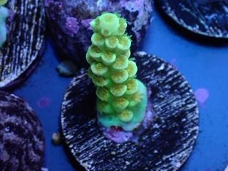 Acro Frag<br/>Tenuis Green/Yellow