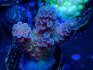 Acro Frag<br/>Tenuis Blue Red Polyp