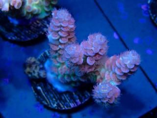 Acro Frag<br/>Tenuis Blue Red Polyp