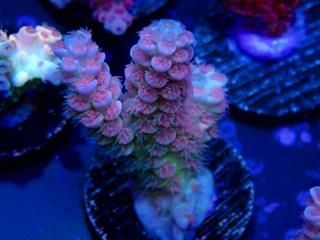 Acro Frag<br/>Tenuis Blue Red Polyp