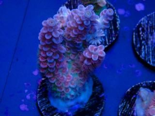 Acro Frag<br/>Tenuis Blue Red Polyp
