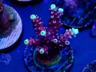 Acro Frag<br/>Pink Cadillac