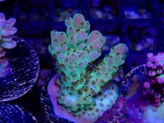 Acro Frag<br/>Acropora sp
