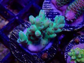 Acro Frag<br/>Acropora sp