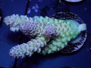 Acro Frag<br/>Tenuis Purple/Green