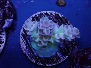 Acro Frag<br/>Tenuis Purple/Green