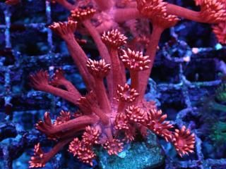 �������Ď׎؎��� Goniopora<br/>Red