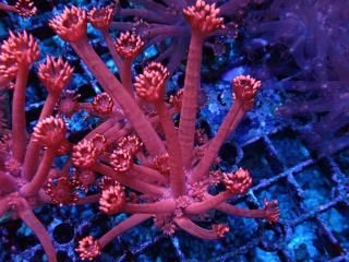 Ď׎؎ Goniopora<br/>Red