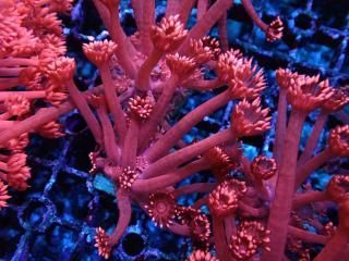 �������Ď׎؎��� Goniopora<br/>Red