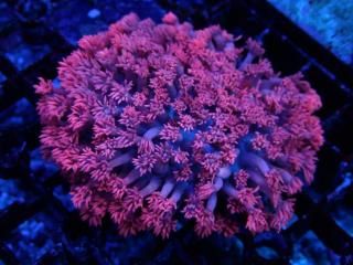 Ď׎؎ Goniopora<br/>Pink