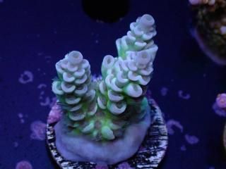 Acro Frag<br/>Tenuis Purple/Green