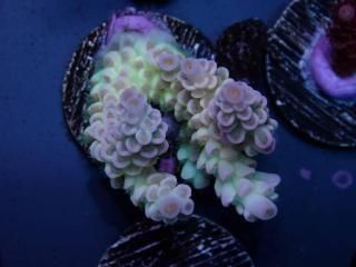 Acro Frag<br/>Tenuis Purple/Green